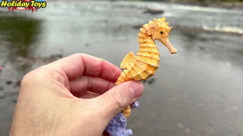 Collect Sea Animal Toys in a Bucket and Then Wash Them