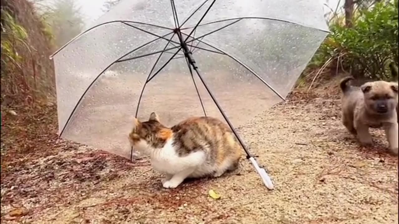 Cute Dog & Hen Playing