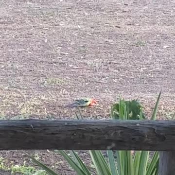 Hares and Rosellas at Jaya Sanctuary