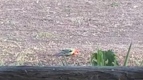 Hares and Rosellas at Jaya Sanctuary