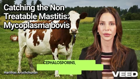 Unmasking Mycoplasma bovis:Dairy Dilemma