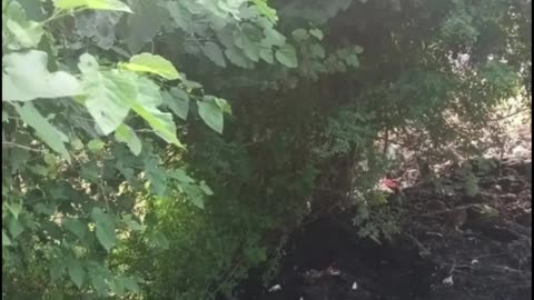 Bareilly: Man Buried Alive as Municipal Workers Dump Sludge While He Slept Under Tree