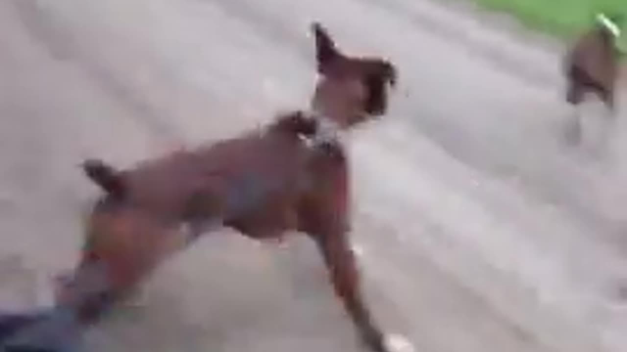 Dog shocks itself on electric fence. . .donkey finds it funny