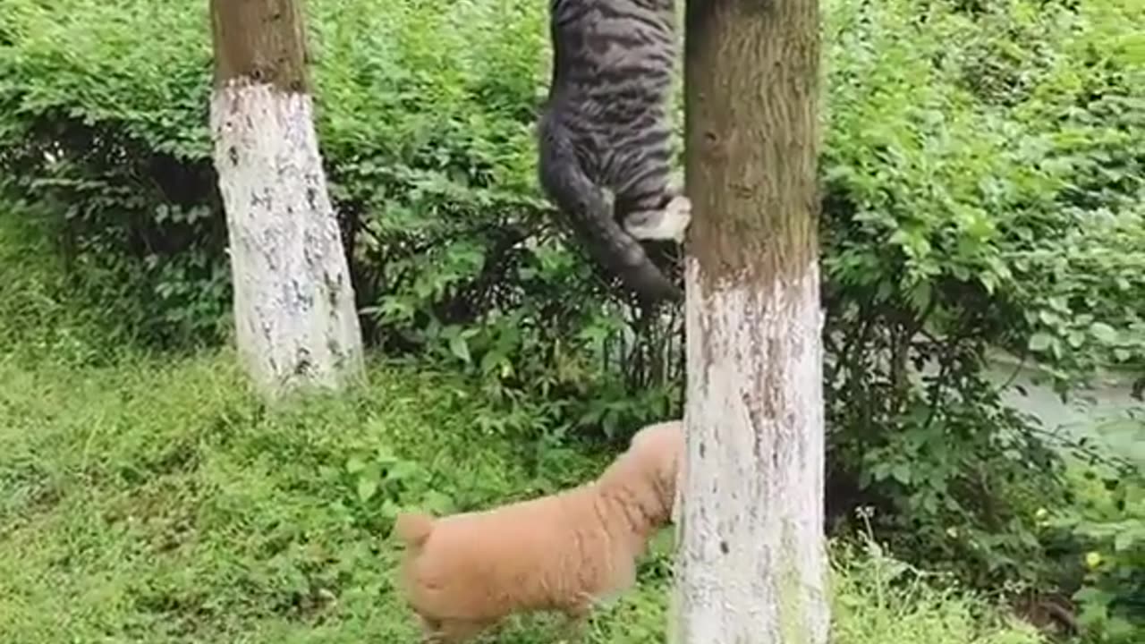 cat hiding from dog