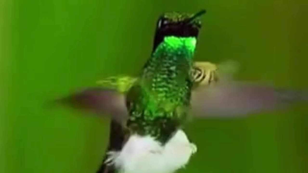 💋 Honeybee Scaring away Humming Bird