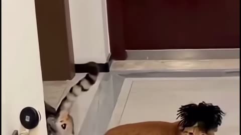 🤣🎸 Coldplay Cat Version is Purr-fectly Hilarious! | FunFM
