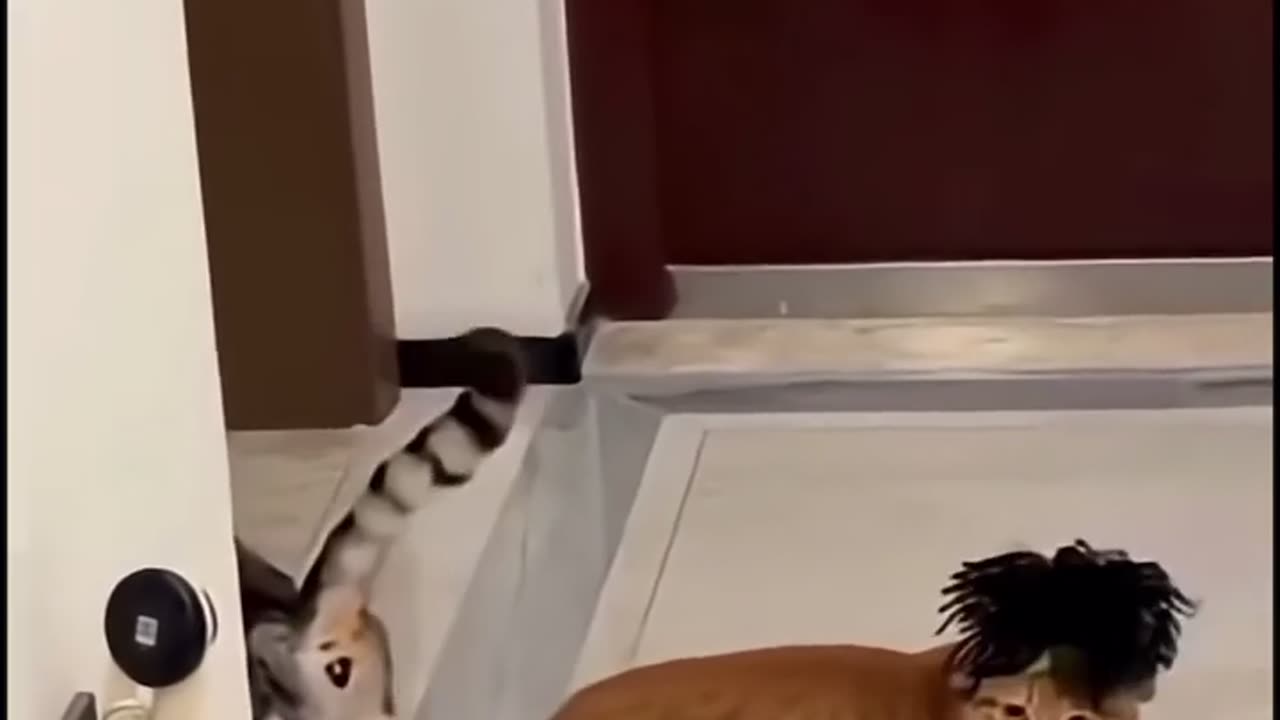 🤣🎸 Coldplay Cat Version is Purr-fectly Hilarious! | FunFM