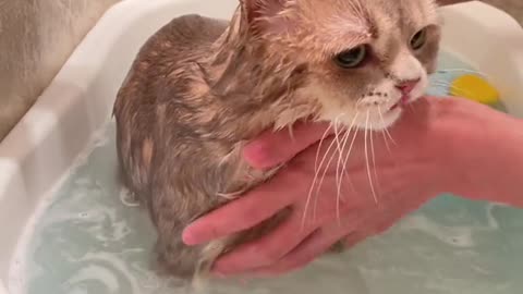 tiny fluffball reacts to warm water surprise moment