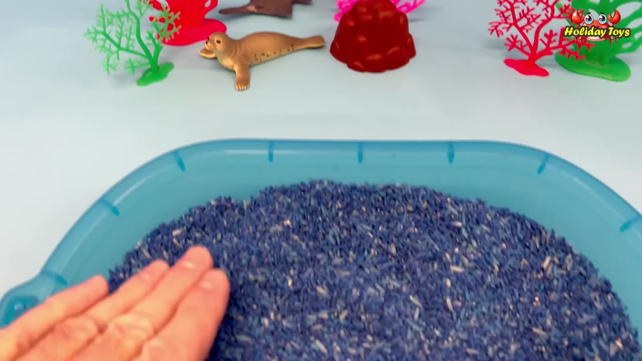 Blue Sand Traps Eight Marine Animals and Can not Get Out