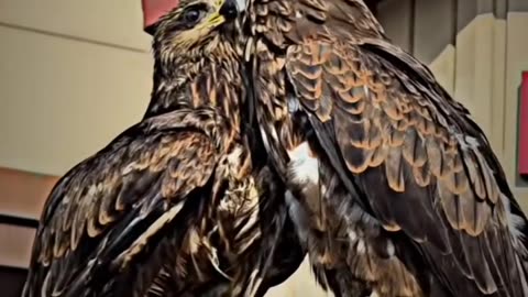 Eagles🌿