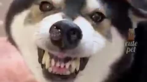Animal funny video