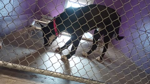 Astro 11mos Pet Id 947516 kennel 7 HSSAZ shelter_20250613_164319533