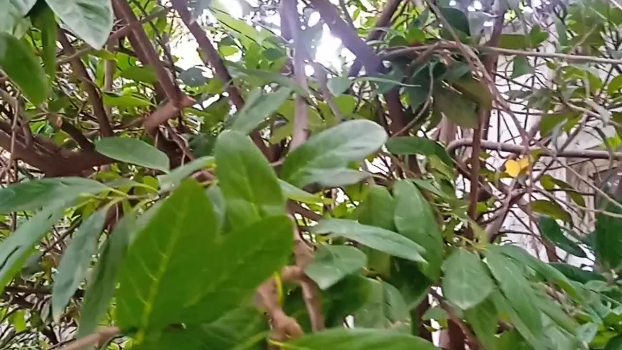 Nature