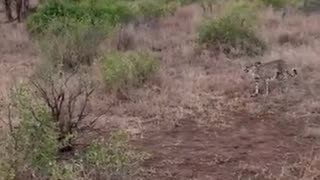 🦁😂 This Animal's Crazy Strength Will Leave You Speechless! | FunFM