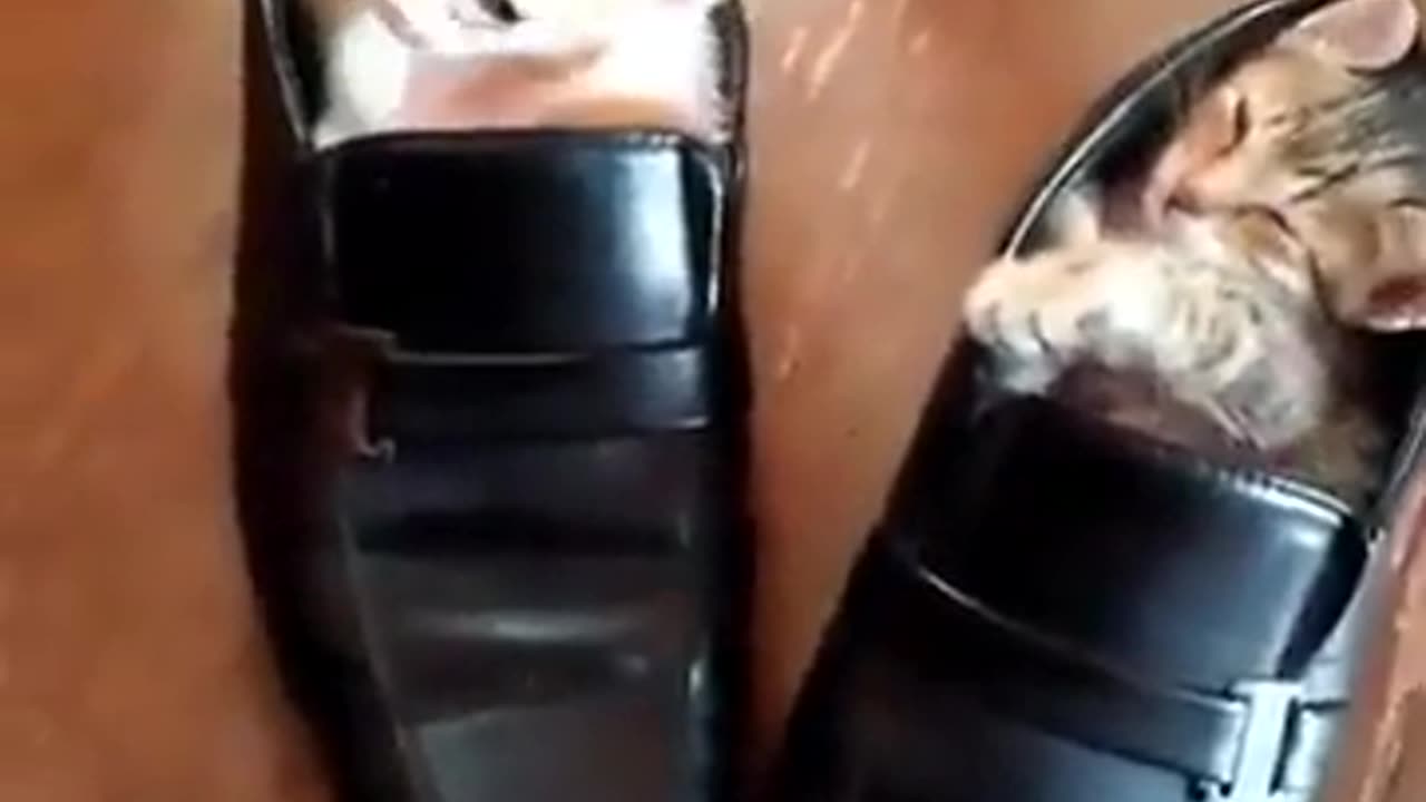 😴👀 This Couch is WAY Too Comfortable! If It Fits, We Sleep | FunFM