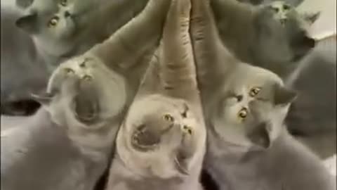 😹🐱 Cat's Priceless Reaction to Seeing Themselves! | FunFM