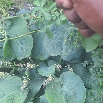 Carpet beetle rescued