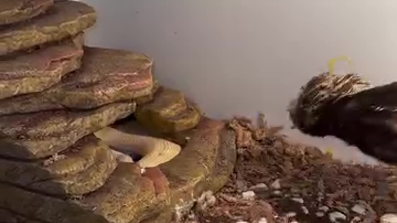 The striking blow