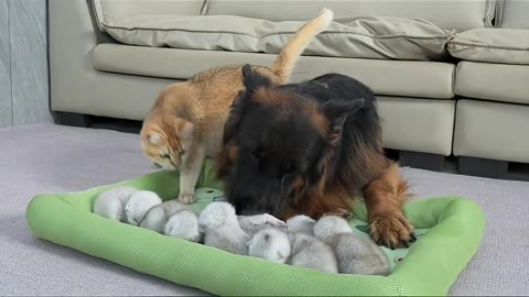 Mom Cat Shocked! German Shepherd Babysits Kittens Better Than Her 😲🐶🐱 #ViralPets