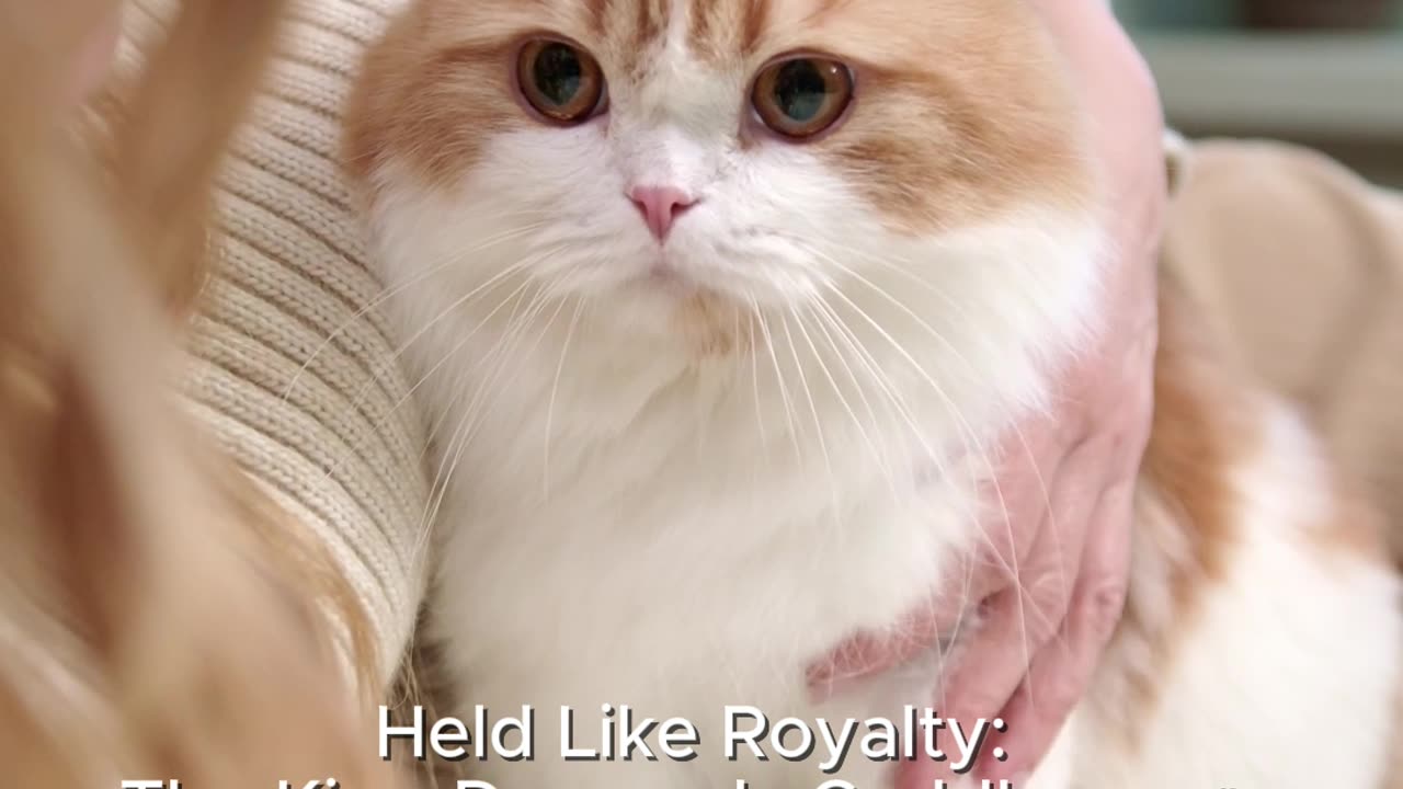 Held Like Royalty: The King Demands Cuddles 👑🐾