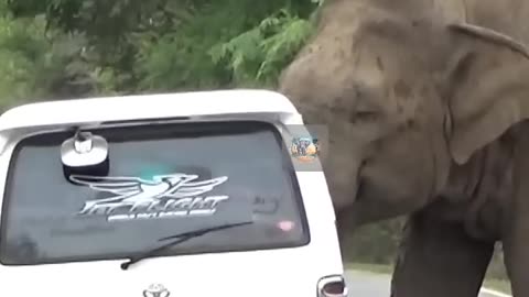 WILD LIFE
