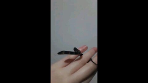 Baby Snake