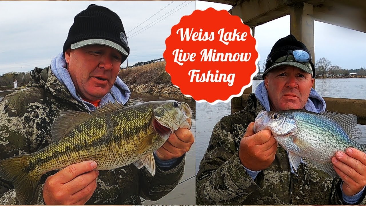 Weiss Lake Live Minnow Fishing