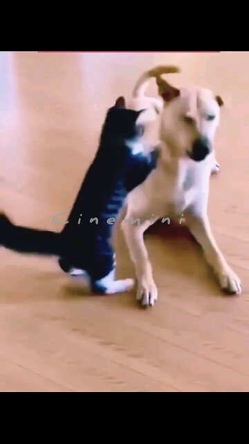 🎉 Happy birthday everyone! 🌞🐻Please Follow me @Cute 🥰 Poppy takes snack time to her special