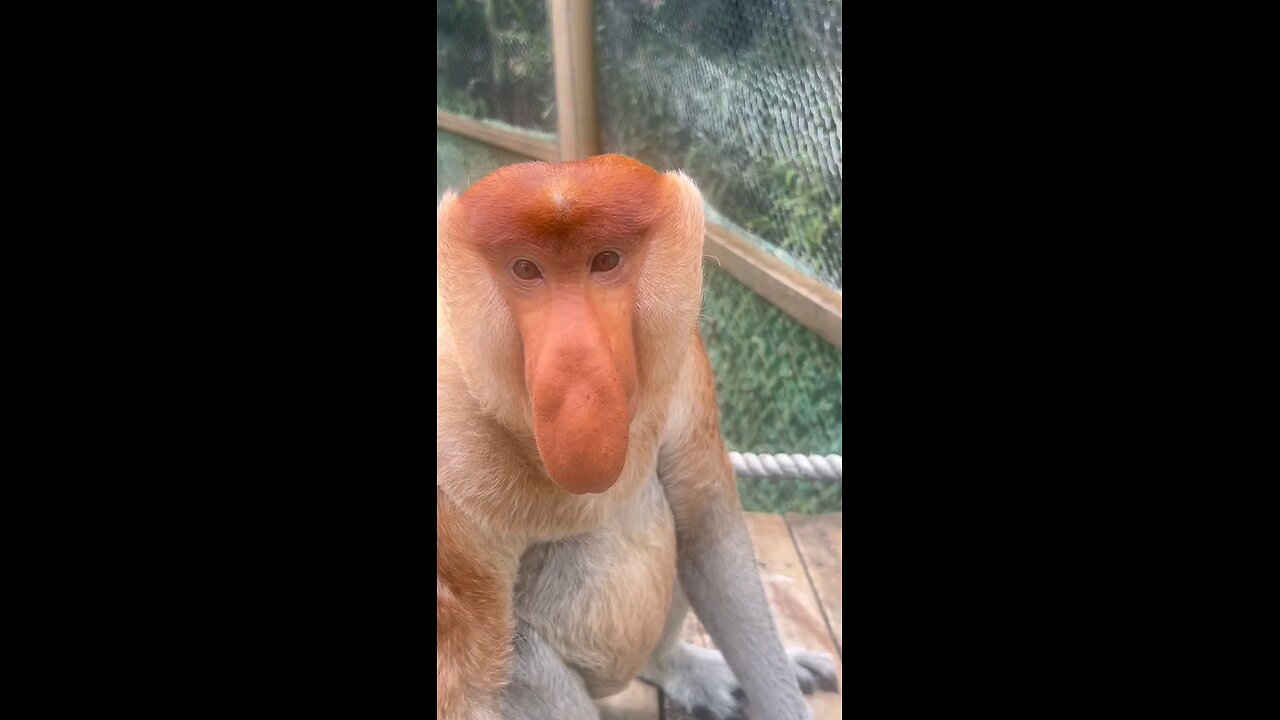 Proboscis Monkey Amazing video. #Chimelong Proboscis Monkey Nakula