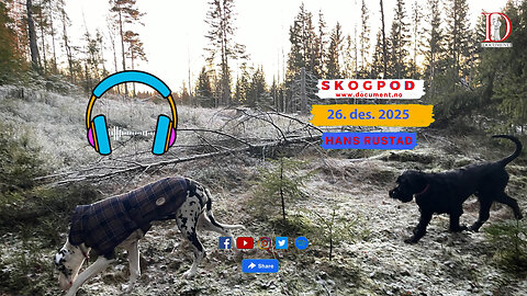 Skogpod 26. desember 2025