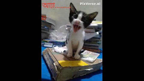 cute Cat