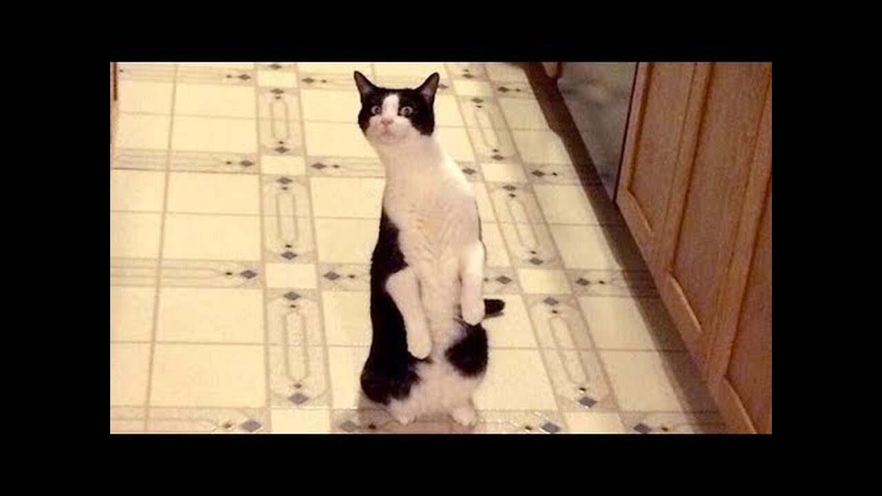 Funny CATS - You WON'T REGRET WATCHING THIS, you will LAUGH LIKE HELL!