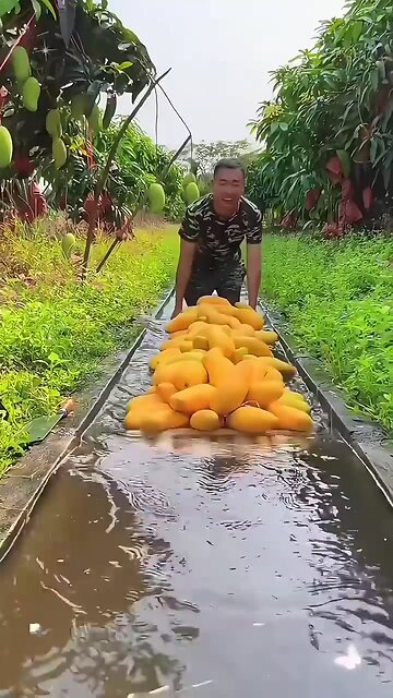 ভিলেজ ফ্রুটস ।