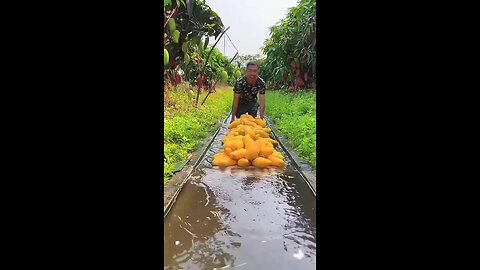 ভিলেজ ফ্রুটস ।