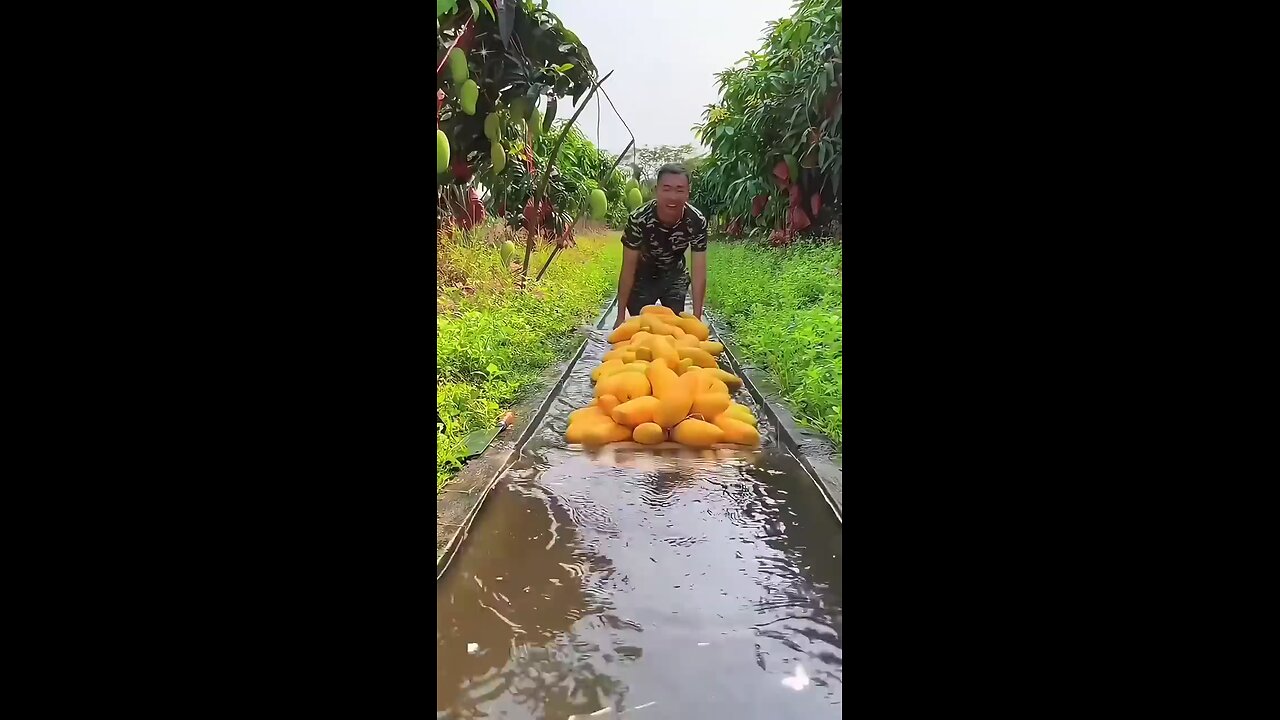 ভিলেজ ফ্রুটস ।