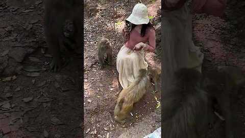 Funny monkey #88