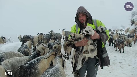 Nomadic Winter Lifestyle With Animals Snow Cold Karlı Oğlak Dönemi Belgesel Film