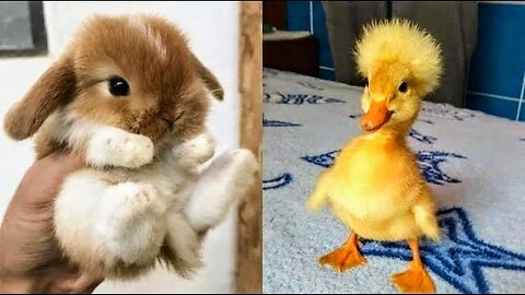cutest animals 😍💞 cutest animals 💞😍 funny moments