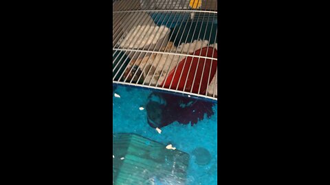 My Hamster Maple On Her Saucer