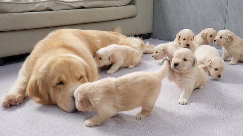 Golden Retriever daddy meets his 8 adorable puppies for the first time