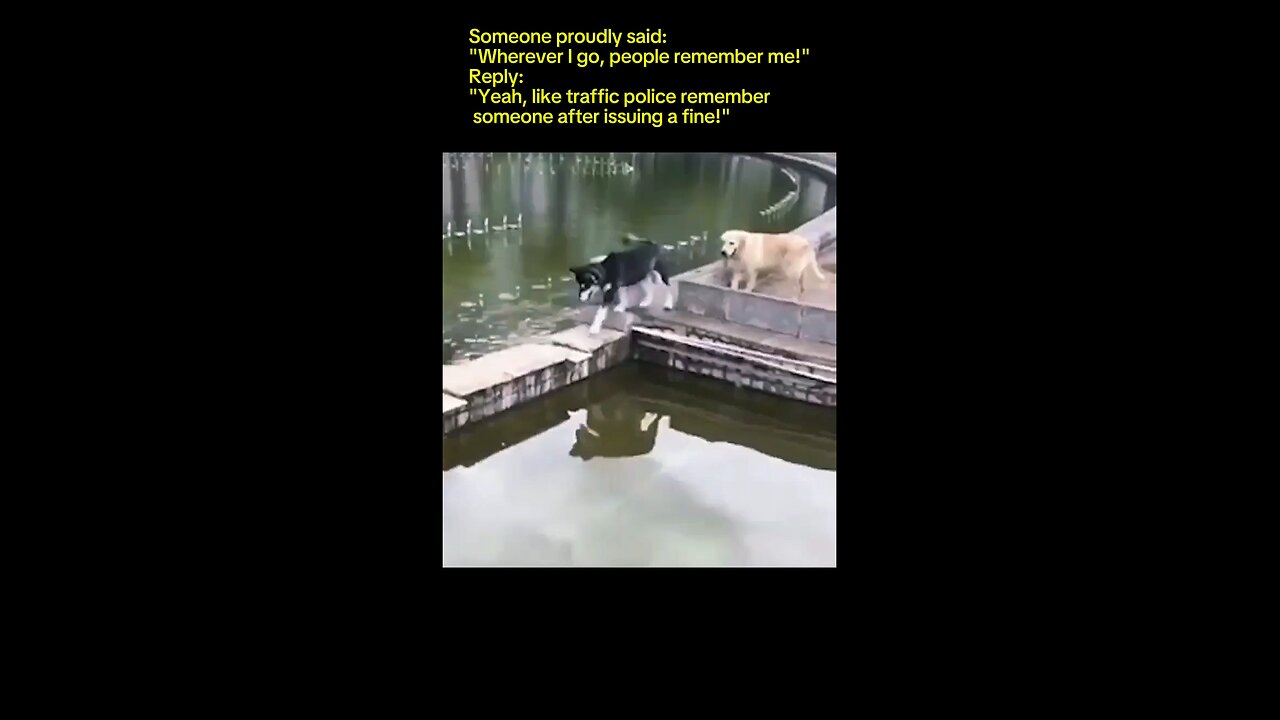 funny moment dogs and cats