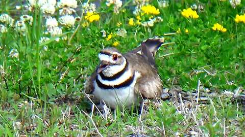 Killdeer