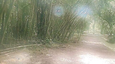 Mayia's Afternoons 🐶Dog Day