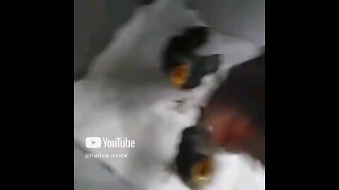 rescued fuzzies