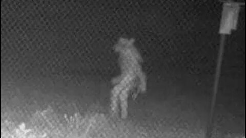 Three Dogman Encounters