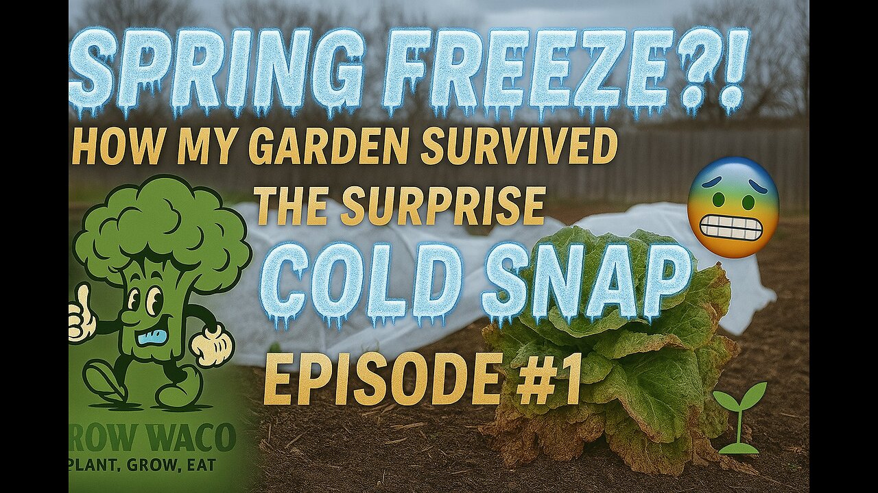 Spring Freeze!? How my Texas garden survived a cold snap