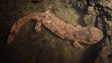 The Giant Japanese Salamander