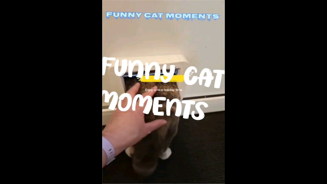 "Hilarious Cat Antics: Funny Feline Moments Caught on Camera!"