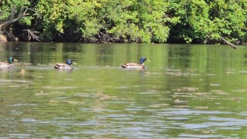Ducks