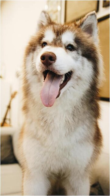 "Bone Appétit: The Dog Who Cooked His Way to Fame"